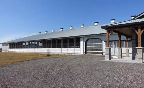 Cows eating at feed front in a dairy barn with natural ventilation and circulation fans.