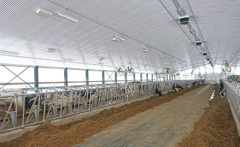 Cows eating at feed front in a dairy barn with natural ventilation and circulation fans.
